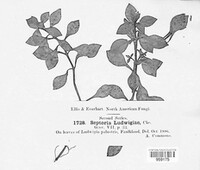 Septoria ludwigiae image